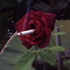 Dacent - Red Roses (prod. dkseep)