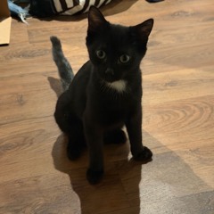 Kroom - Le chatdowbreaker