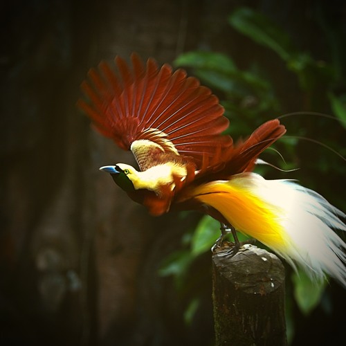 Bird of Paradise