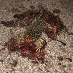 Brontosauro (Last Rumble) - Official Mix