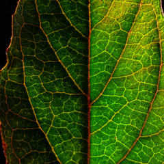 Pawlescu - Fotosynteza (Original Mix) [FINAL VERSION]