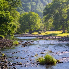 A cup of stream water