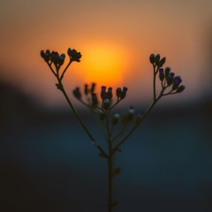 Dawn Of Serenity