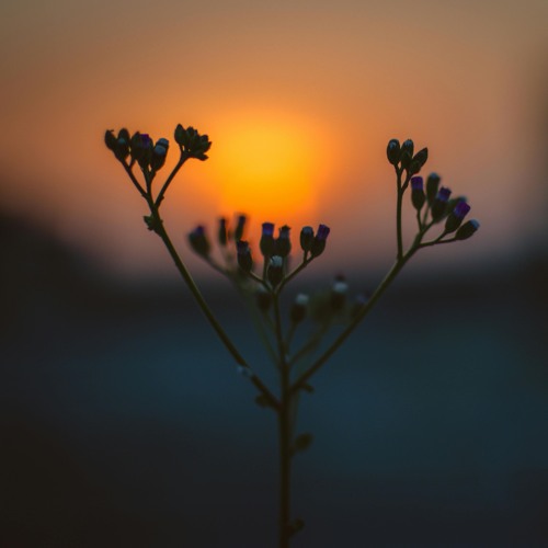 Dawn Of Serenity