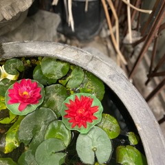 Holly Humberstone, d4vd - Superbloodmoon [Trocuto Piano Rework] v3