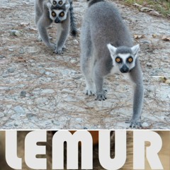 Lemur