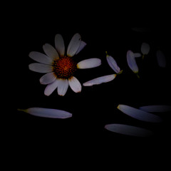 The first petal falls 🌹Vol. 1: She Loves Me X She Loves Me Not