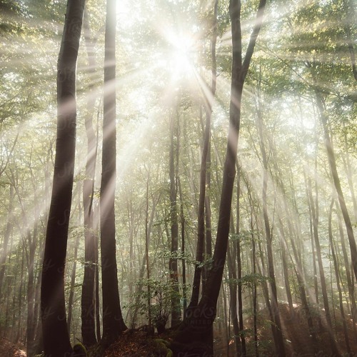 Stream Somos La Luz del Bosque by Hara & René Listen online for free