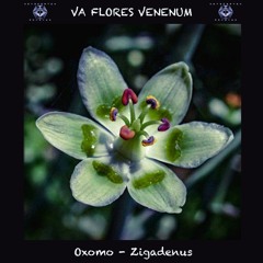 Zigadenus  - VA FLORES VENENUM