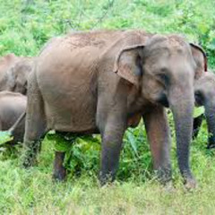 elephants