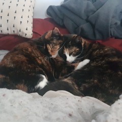 Chillar