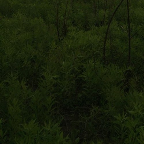 forestwalk