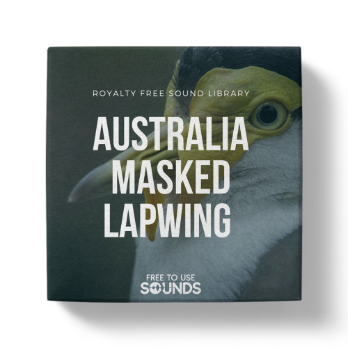 Stream Masked Lapwing Morning Bird Calls Compilation by Free To Use ...