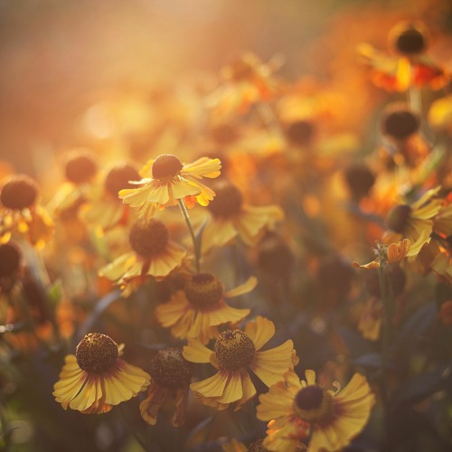 Daybreak