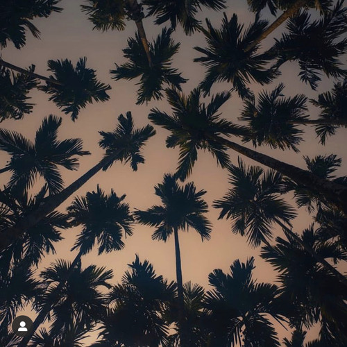 palm trees
