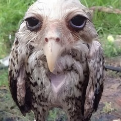 dontknowwhatidid (airbourn)