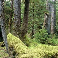 ##userexclusive Laying In A Moss Garden