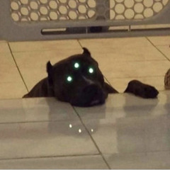 I DISLIKE HUMANS TODAY