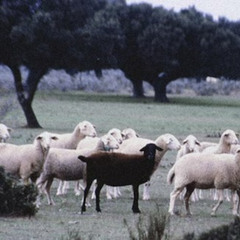 The Herd Ft. CIG (prod. Anticon)