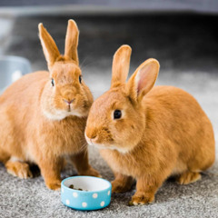 bunnybeats