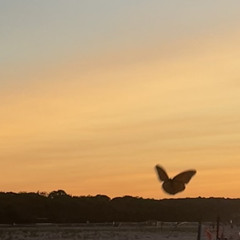 love is poison, love is blind