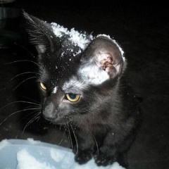 (=^ ◡ ^=)