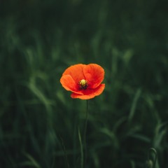 For The Love Of England (Remembrance Day/Armistice Day Tribute)