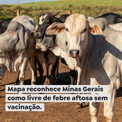 Mapa reconhece Minas Gerais como livre de febre aftosa sem vacinação