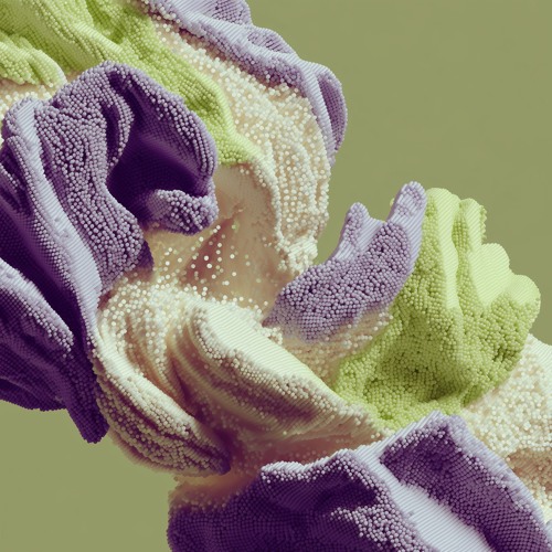 Sulcus