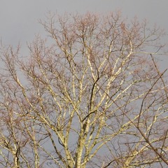 Interwoven for String Quartet