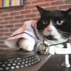 CAT PLAYS DISCO