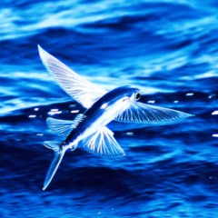 Shyntwirl - Flying Fish (PROD. Shyntwirl)