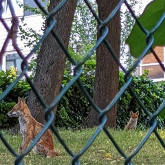 Foxes gekkering
