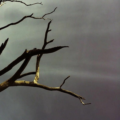 Bones - TheWhisperOfTheWind (Prod. Curtis Heron)
