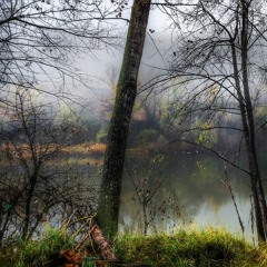 Forest sounds, riverside, rain, meditation.