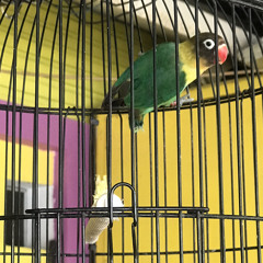 Pancingan Lovebird fighter ngekek panjang --masteran lovebird ngekek panjang