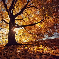 Autumn Liquid DnB Mix