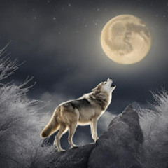 Night