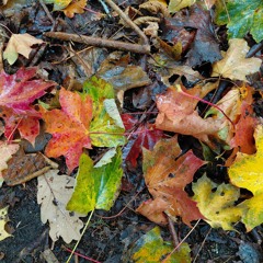 Rain 20251016_073703.m4a