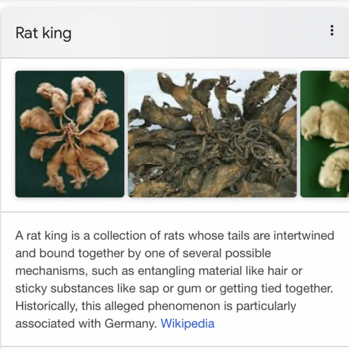 A rat king is a collection of rats whose tails are intertwined and bound  together in