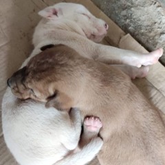 Trio Sonata in E flat major, BWV 525