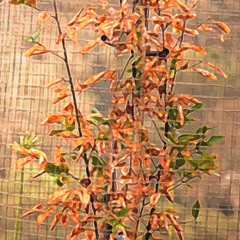 Autumn Wild