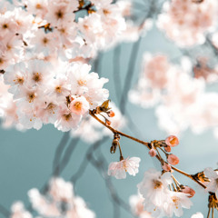 *⋆˚✿˖°