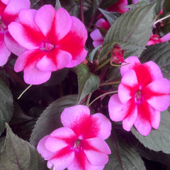 the jungle miamii DJ mixes - dannii scott - beleza 💓 DANNii