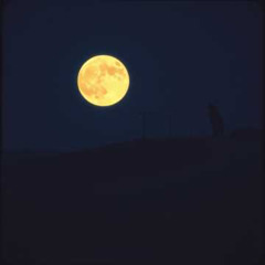 Lone Wolf (Found My Moon)