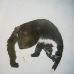 WELTERWILL - Sharp And Fuzzy