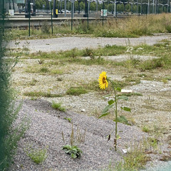 Jazz, Soul, Funk, Break dance, Hip-Hop, Reggae, Dub, Electronic, Heavy, Triphop