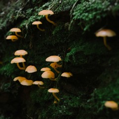 DIY 002 - Only to be love