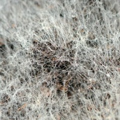 Mold (jan30)