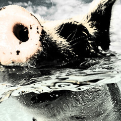 Parties Are Stupid Because I Never Get Invited to Them, So You Shouldn't Go Either